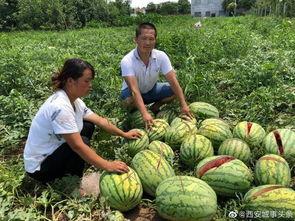 大城网红吃瓜事件,揭秘网络舆论背后的真相与争议 第3张 大城网红吃瓜事件,揭秘网络舆论背后的真相与争议 第3张