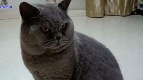 网红小奶猫吃瓜视频,萌态可掬,萌翻网友心 第2张 网红小奶猫吃瓜视频,萌态可掬,萌翻网友心 第2张