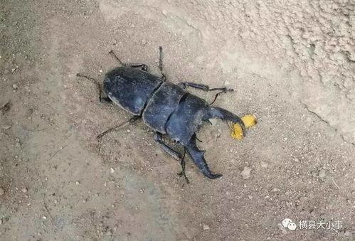 爆料虫子玩具有毒吗视频,爆料虫子玩具疑含毒素，家长需警惕！