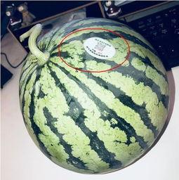 吃瓜网红八卦图,吃瓜图背后的惊人真相 第2张 吃瓜网红八卦图,吃瓜图背后的惊人真相 第2张