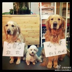 打狗棒全集在线观看,武侠世界的传奇传奇 第2张 打狗棒全集在线观看,武侠世界的传奇传奇 第2张
