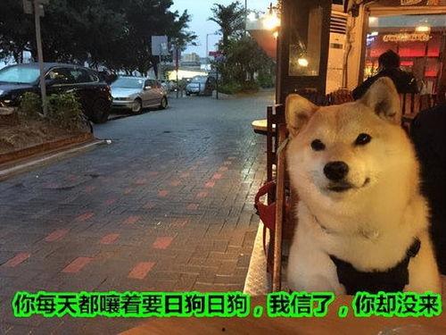 狗狗最新爆料文案短句子,宠物界的最新爆料! 第1张 狗狗最新爆料文案短句子,宠物界的最新爆料! 第1张