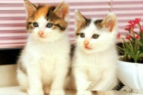 四只猫闺蜜爆料视频大全,独家爆料视频大盘点