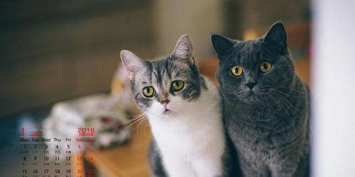 四只猫闺蜜爆料视频大全,独家爆料视频大盘点  第2张